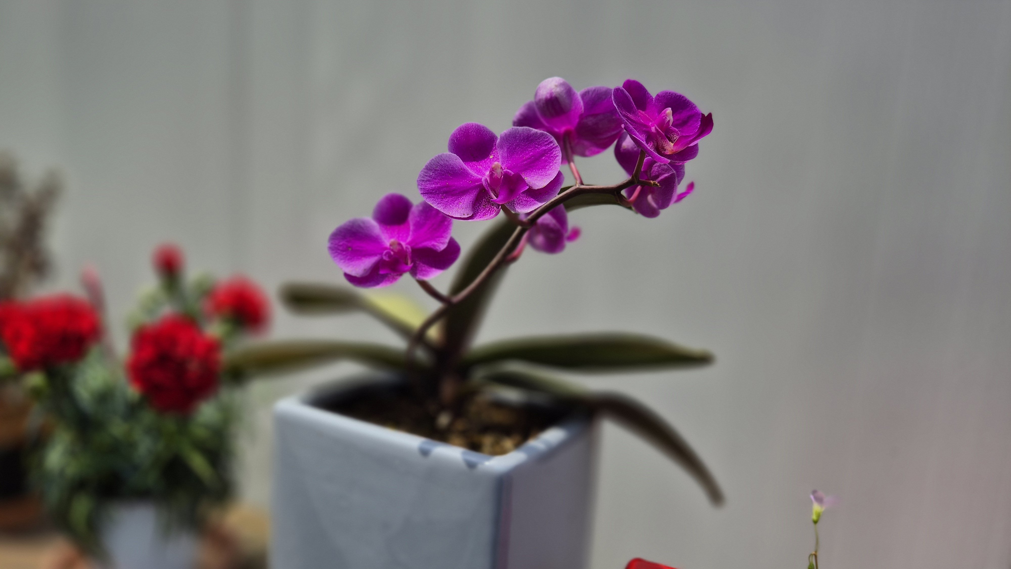 어느 봄날 꽃소식