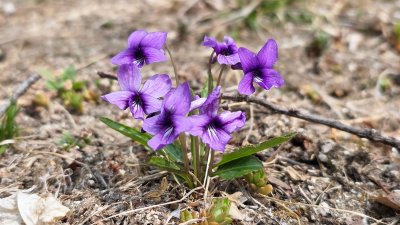 '꽃 이야기(Flower Story)' 비즈니스 모델을 중심으로